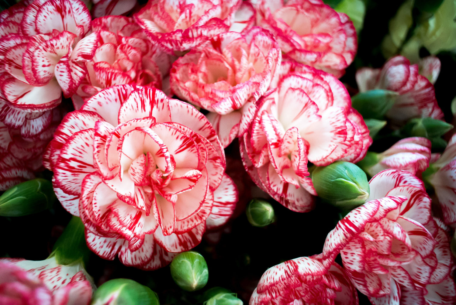 50 semillas de clavel rojo y blanco Avranchin Dianthus caryophyllus Chabaud