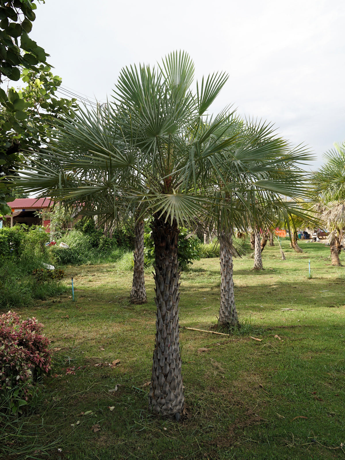 5 semillas de palmera de molino de viento común Trachycarpus fortunei, palmera chusan resistente, planta de interior de sombra solar