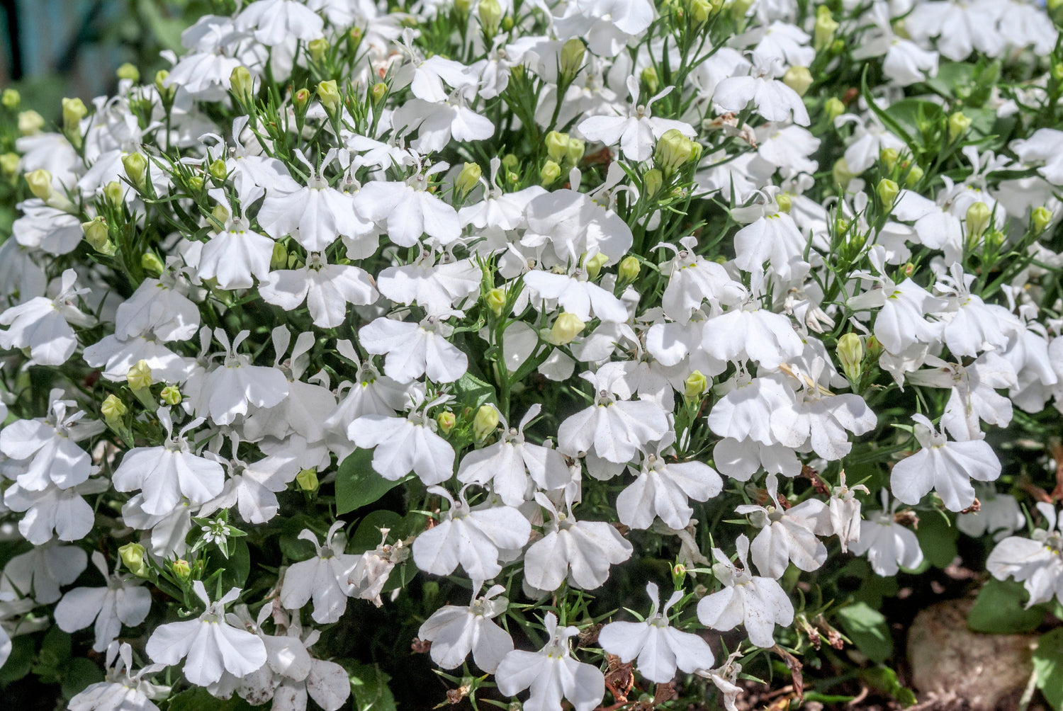 200 semillas de flores de Erinus de LOBELIA REGATTA BLANCA