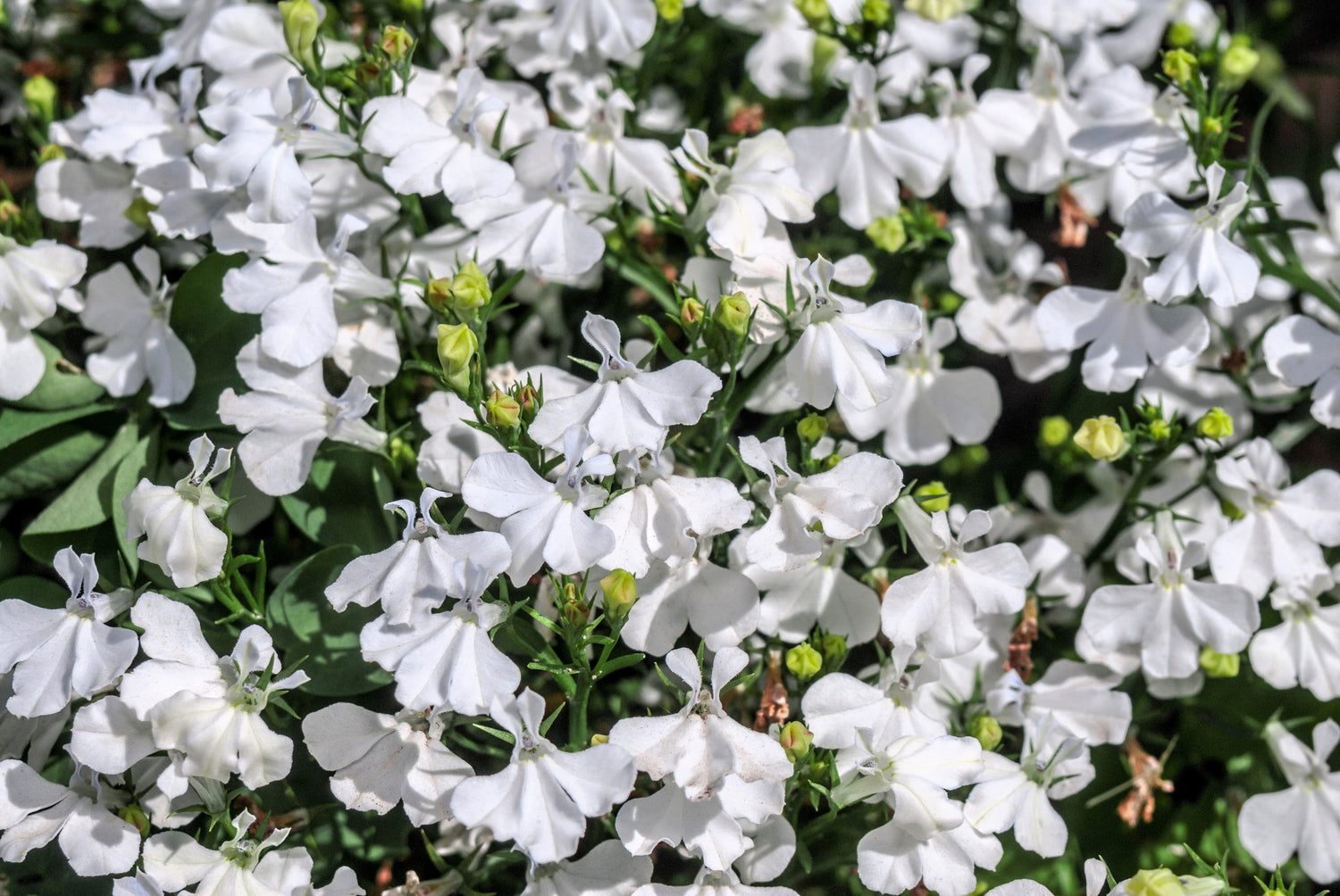 200 semillas de flores de Erinus de LOBELIA REGATTA BLANCA