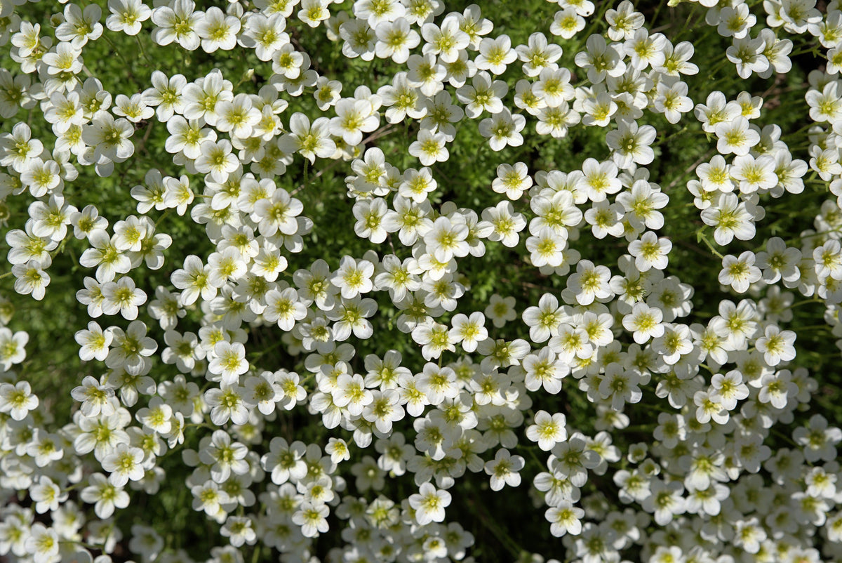 50 semillas de musgo irlandés, brezo, sagina subulata, flores blancas