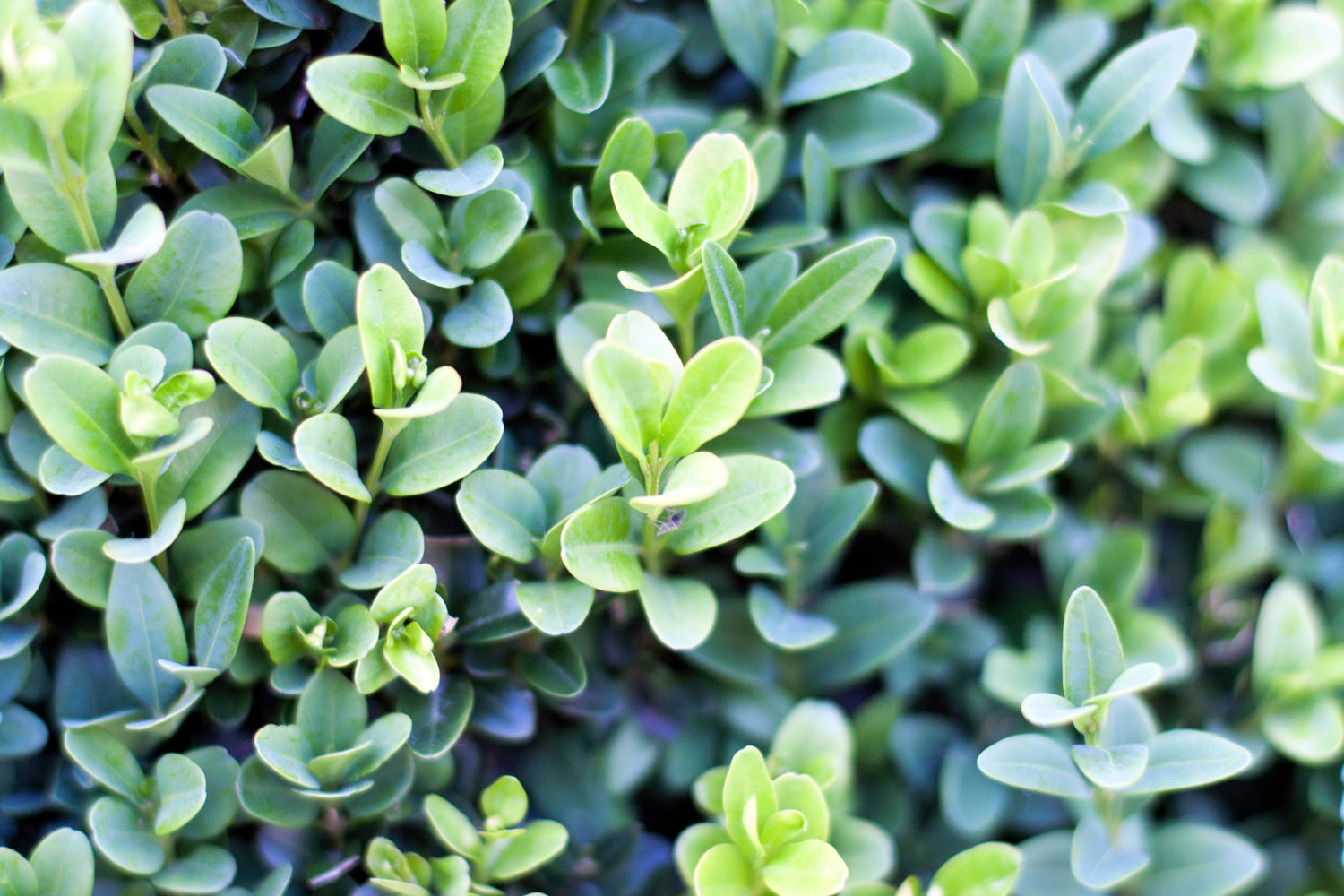 30 semillas de arbusto de caja europea de Buxus Sempervirens común de boj americano