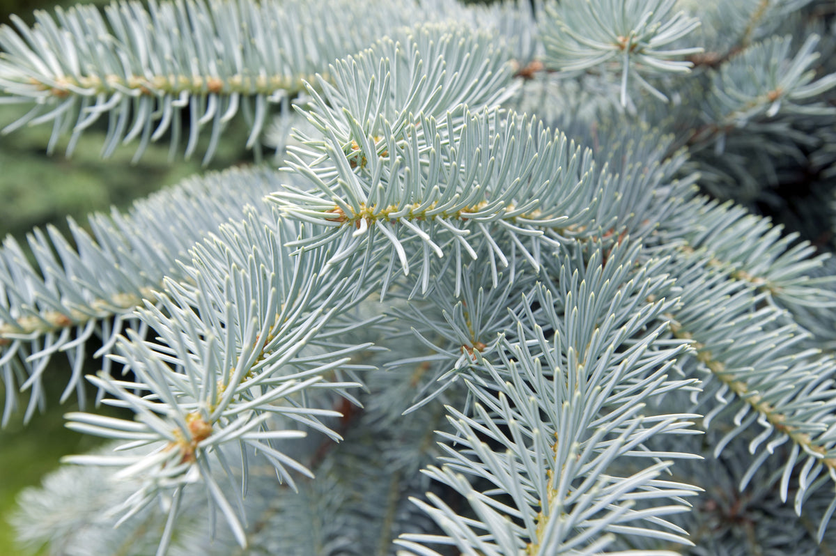 50 semillas de abeto azul de Colorado, árbol de Navidad, abeto blanco plateado, abeto perenne.