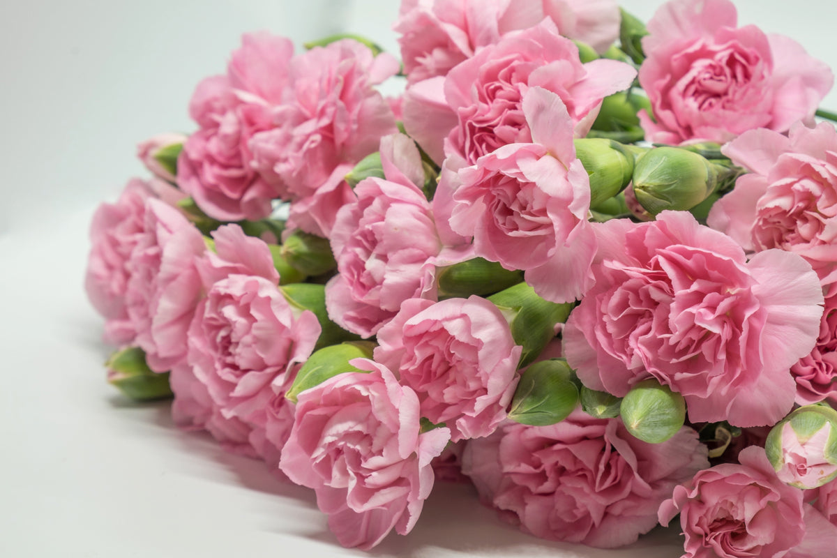 50 semillas de clavel rosa de La France Dianthus Caryophyllus Chabaud