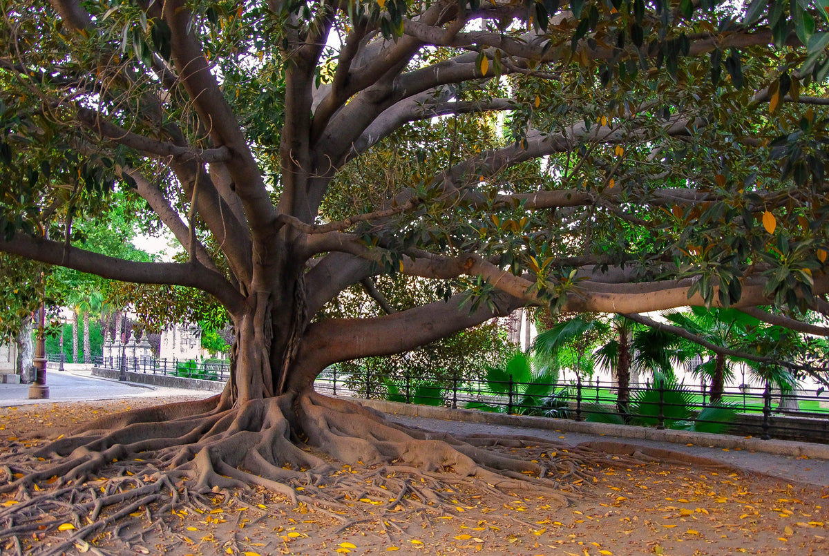 50 semillas de higuera banyan (Ficus benghalensis de las Indias Orientales), planta de interior de raíz aérea