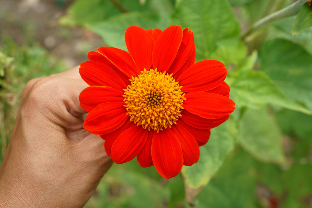 50 RED MEXICAN Torch SUNFLOWER Tithonia Rotundifolia Red Orange Flower Seeds