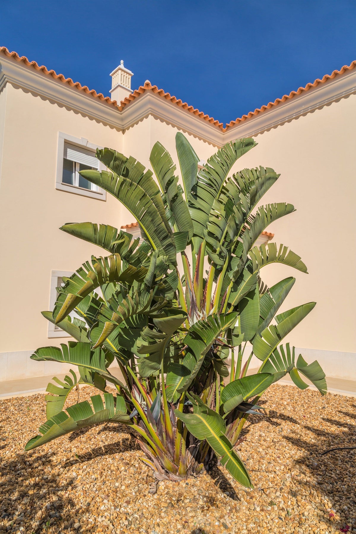 5 semillas de AVE DEL PARAÍSO GIGANTE, árbol Strelitzia Nicolai, plátano silvestre, grulla blanca, flor azul púrpura, planta de interior