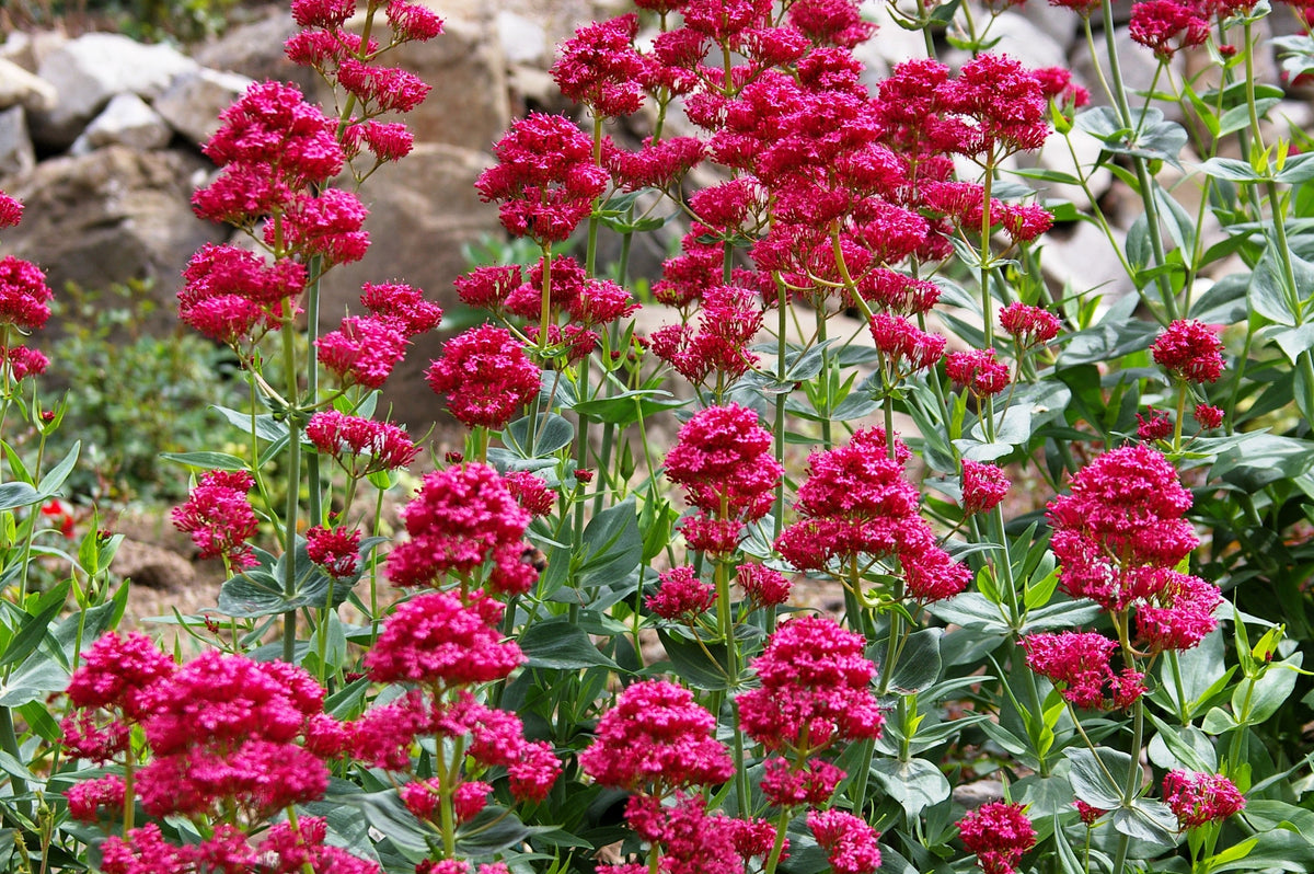 50 RED JUPITER'S BEARD Valerian Keys of Heaven Centranthus Ruber Flower Seeds