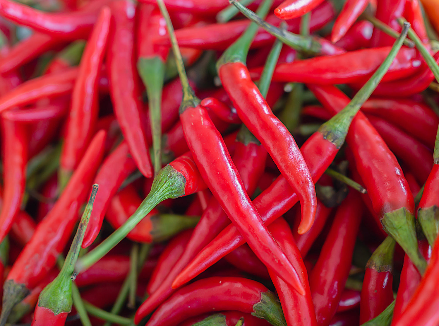 300 semillas de pimiento rojo largo de Cayena Capsicum Annuum