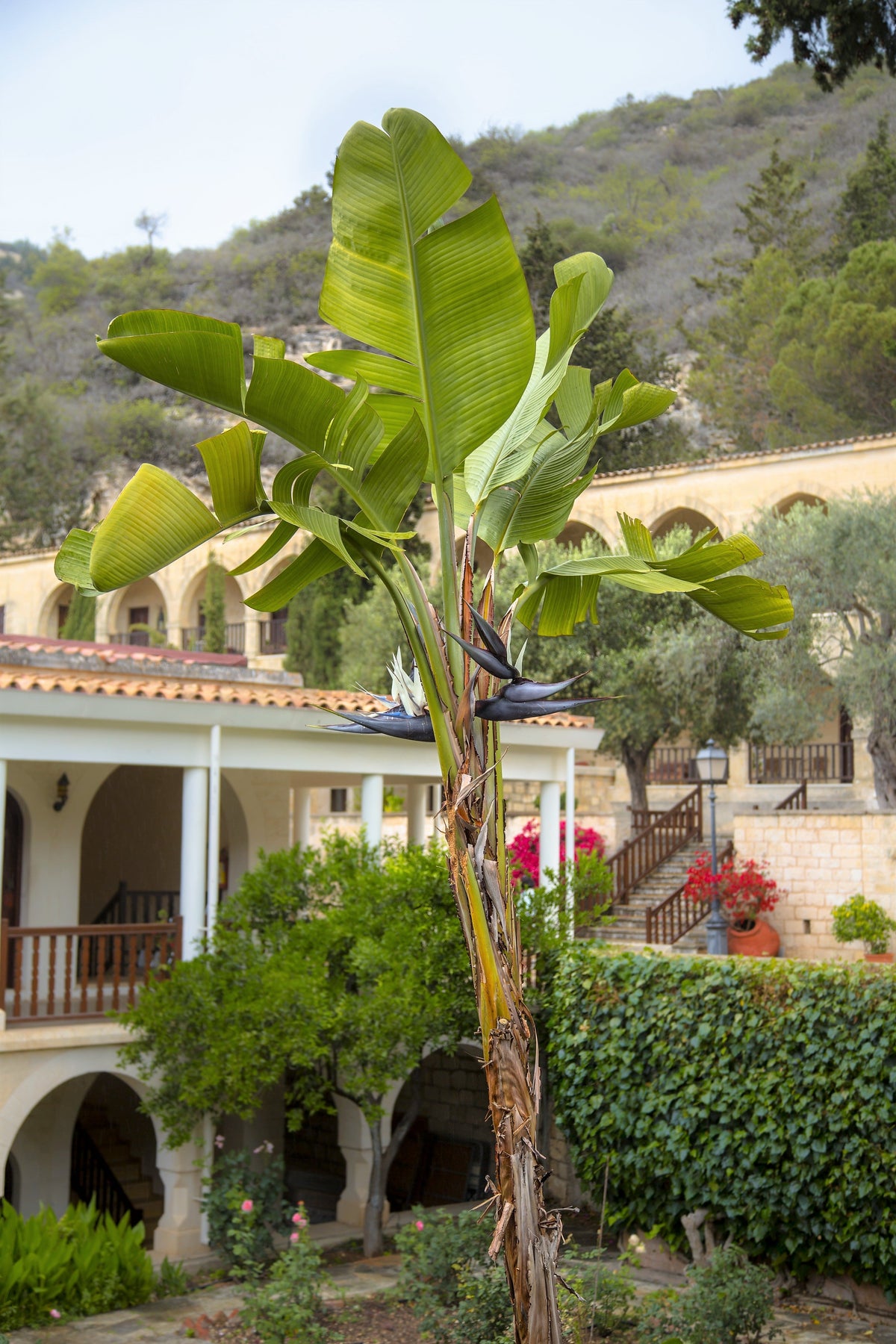 5 semillas de AVE DEL PARAÍSO GIGANTE, árbol Strelitzia Nicolai, plátano silvestre, grulla blanca, flor azul púrpura, planta de interior