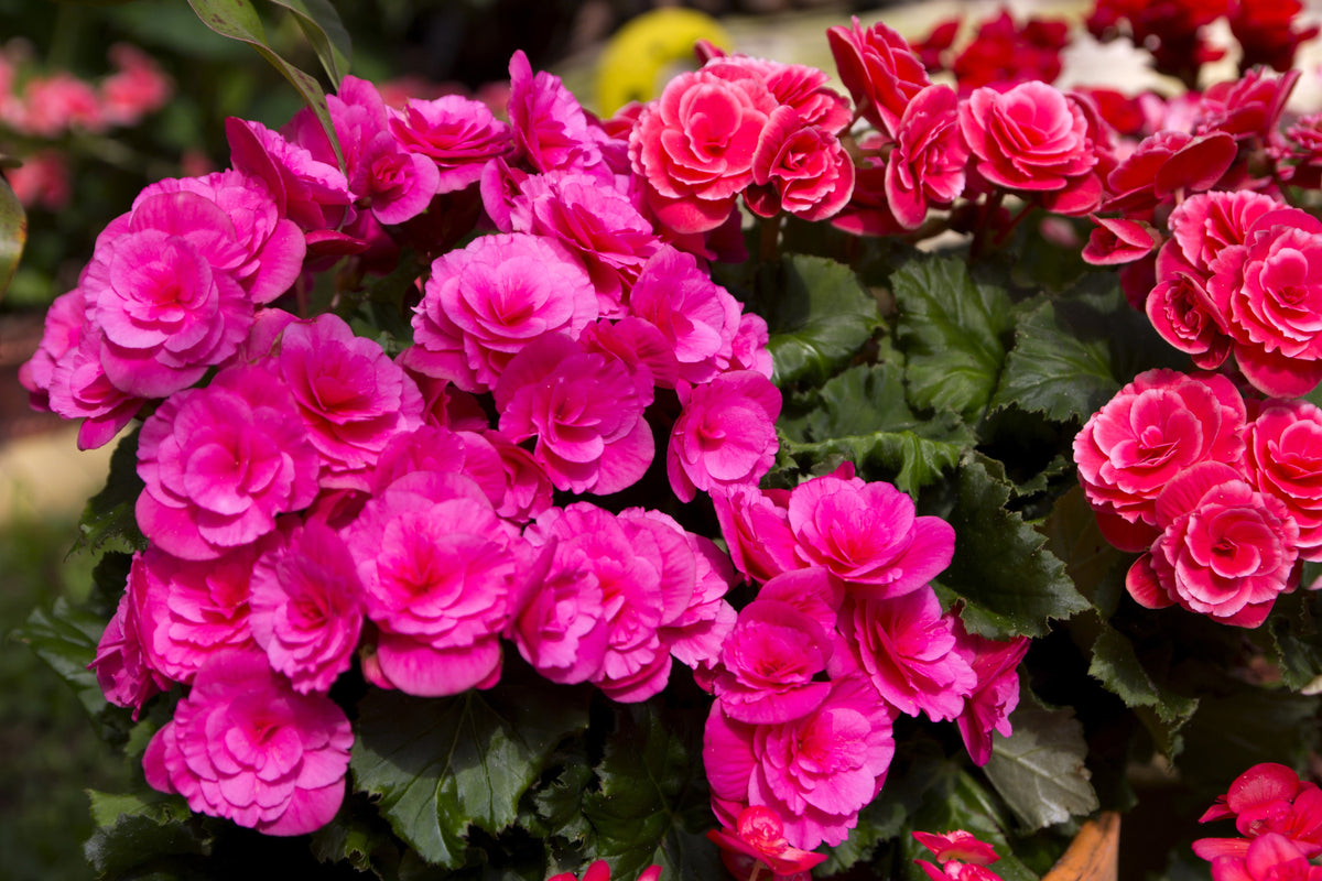10 semillas de begonia tuberosa doble de color rosa brillante.