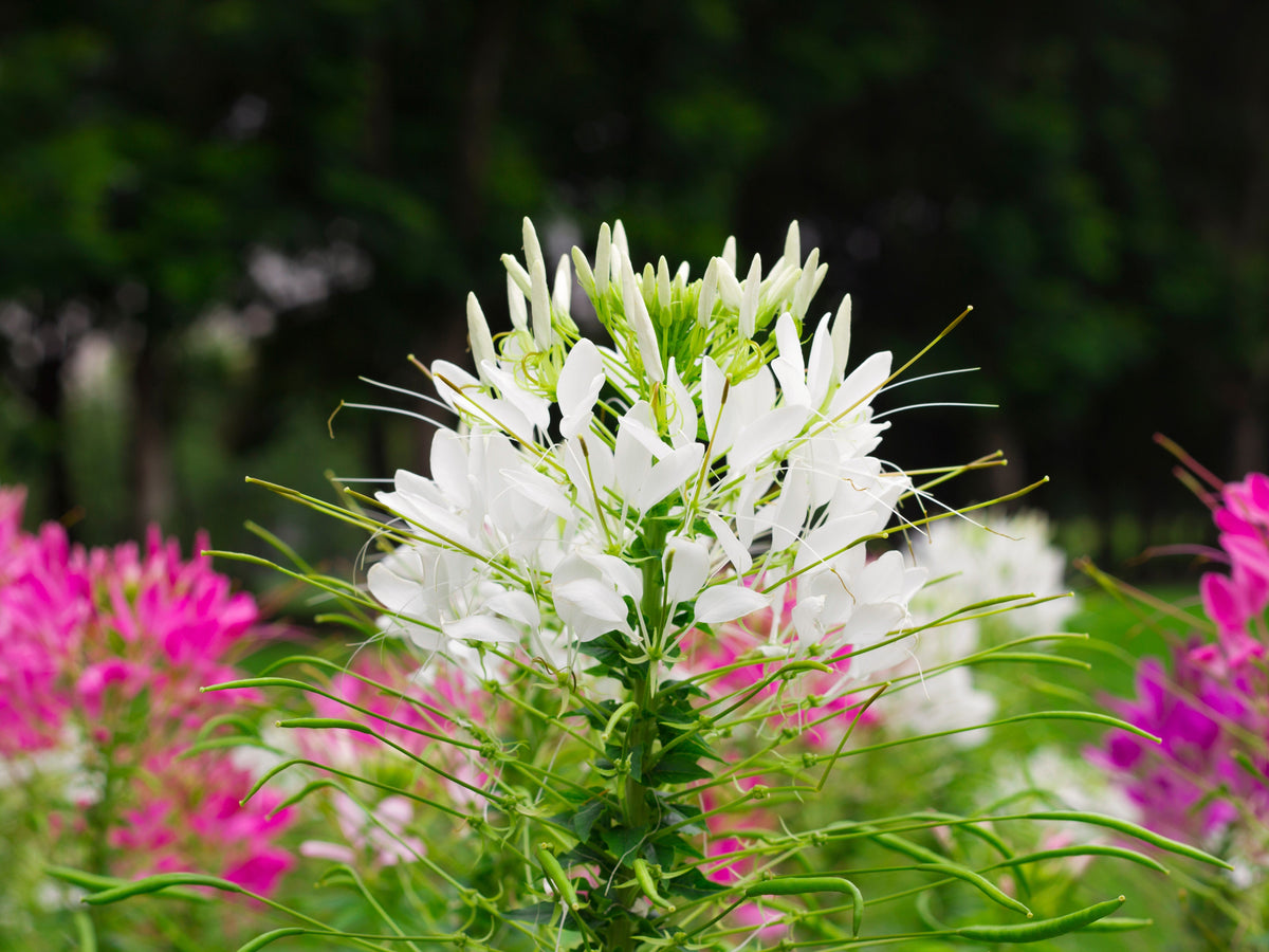 200 semillas de flores de Cleome Hassleriana, Cleome Spinosa, Cleome Reina Blanca (Flor Araña)
