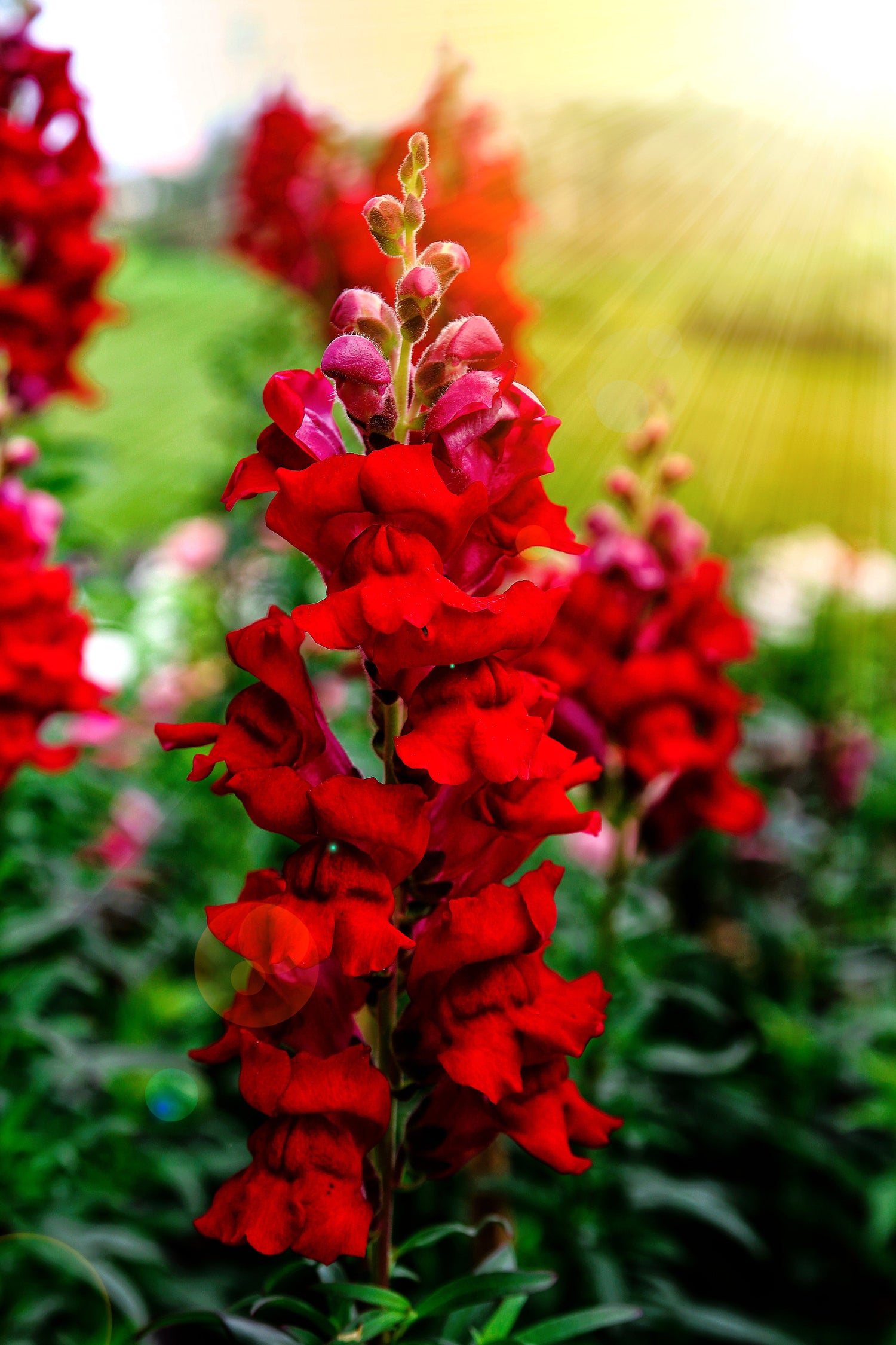 250 semillas de flores de boca de dragón rojo rubí (Antirrhinum majus)