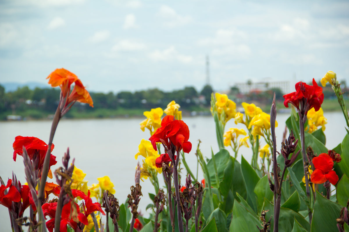 5 semillas de flores de colibrí rojo y amarillo de LIRIO CANNA MIXTO Generalis Mix Colors