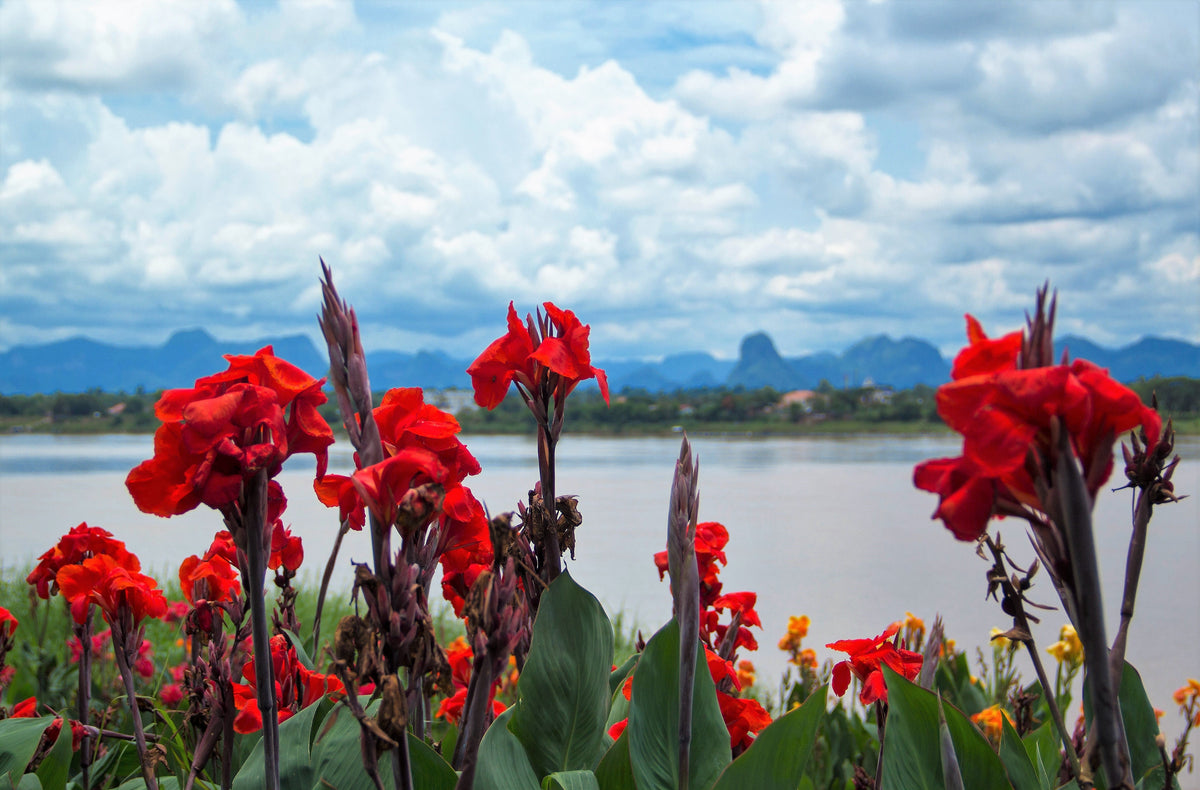 5 semillas de flores de Canna Indica de Indian Shot de lirio de canna rojo