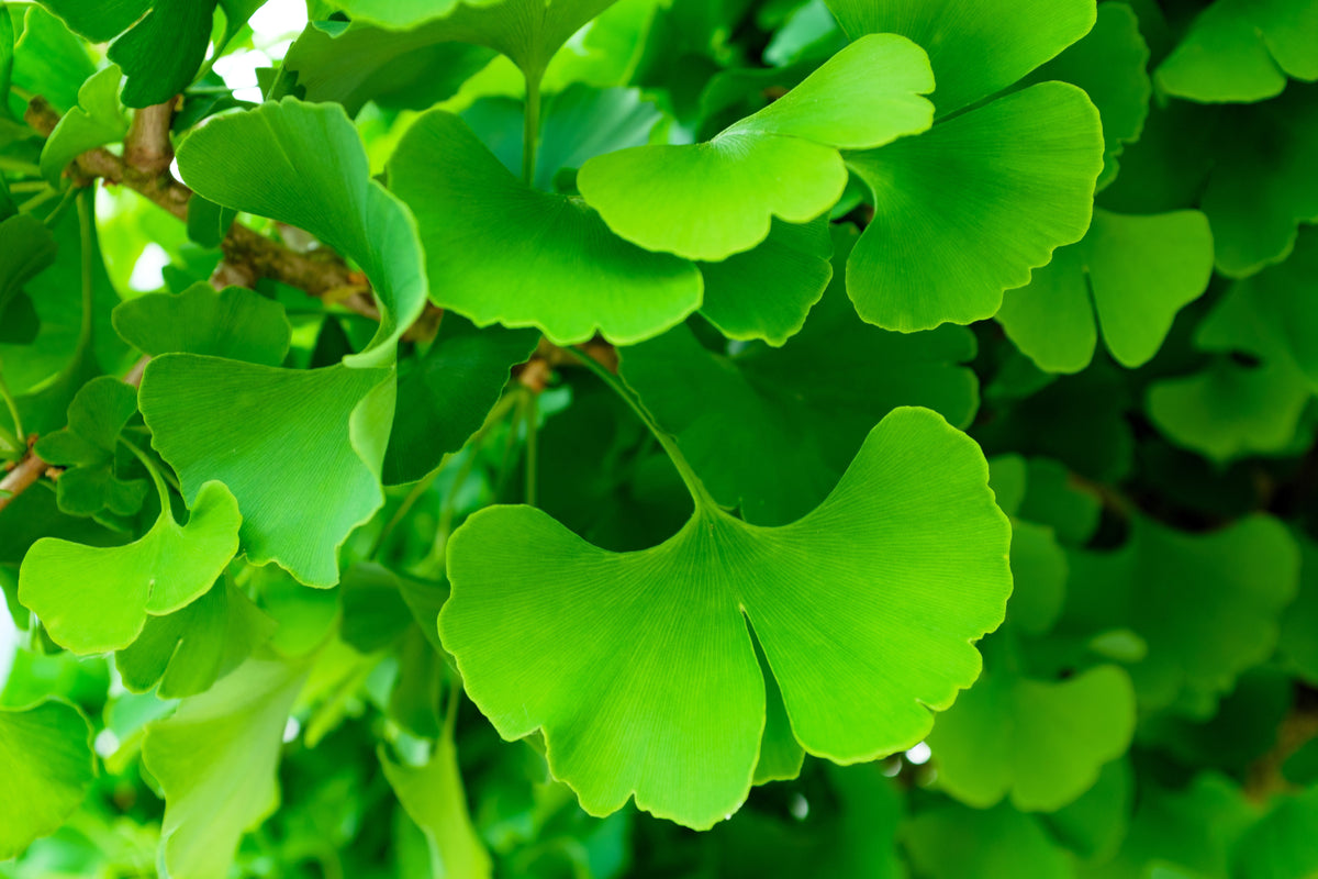 10 semillas de GINKGO BILOBA, árbol de culantrillo, amarillo, naranja otoñal, "fruta"