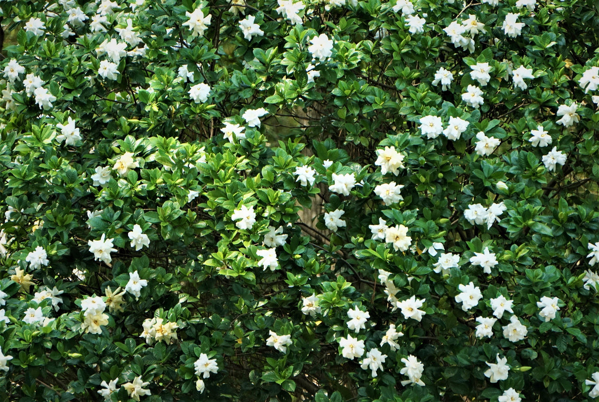 50 semillas de flores de GARDENIA Jasminoides / JAZMÍN DEL CABO, arbusto blanco fragante, planta de interior