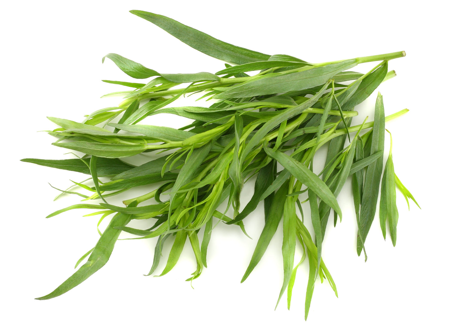 100 semillas de estragón - Hierba de dragón - Artemisia dracunculus (hierba culinaria)