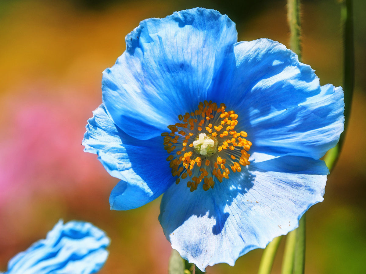 10 semillas de flores de amapola azul del Himalaya tibetana Meconopsis Betonicifolia