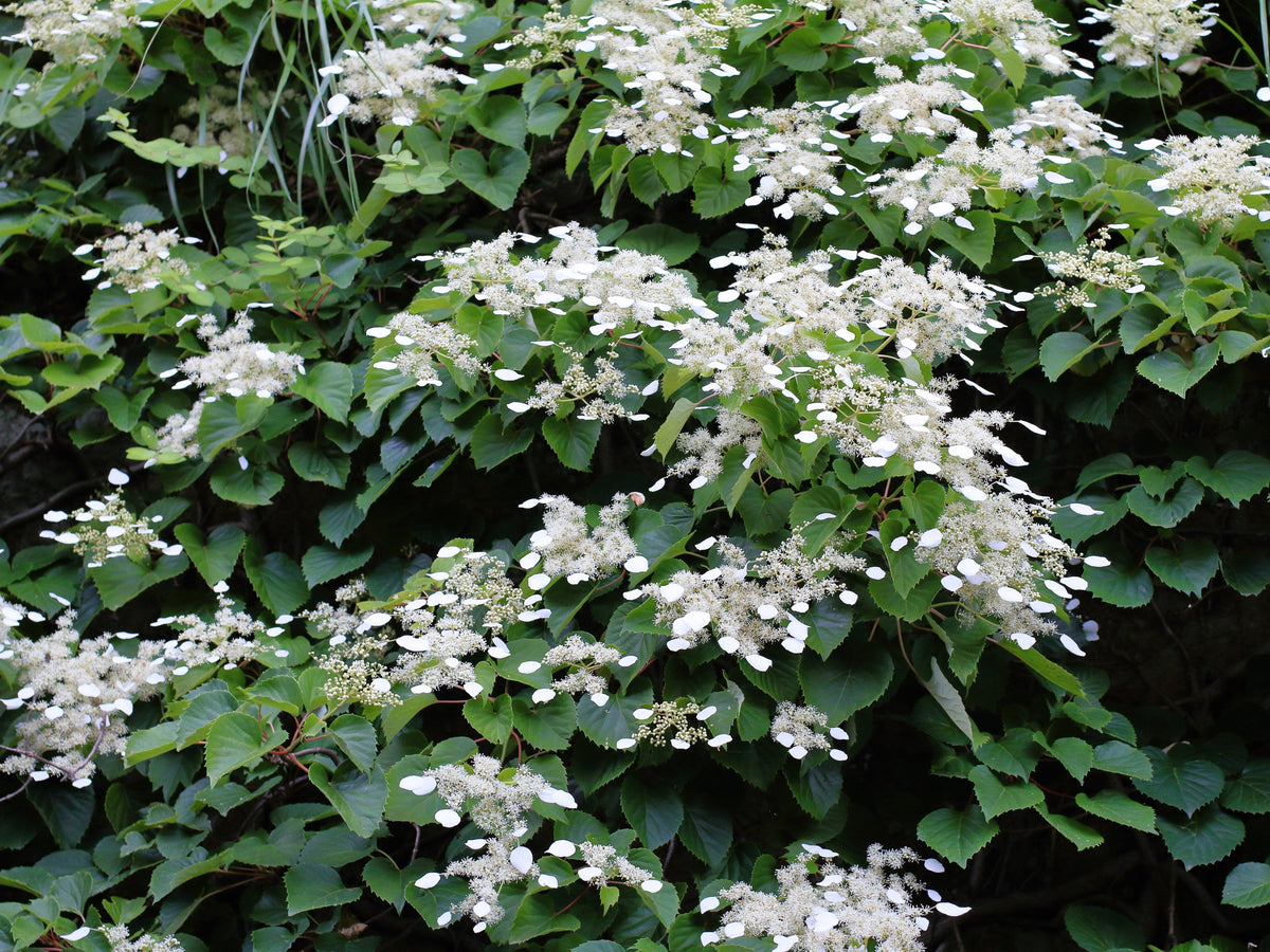 50 semillas de hortensia japonesa Schizophragma Hydrangeoides de flores blancas