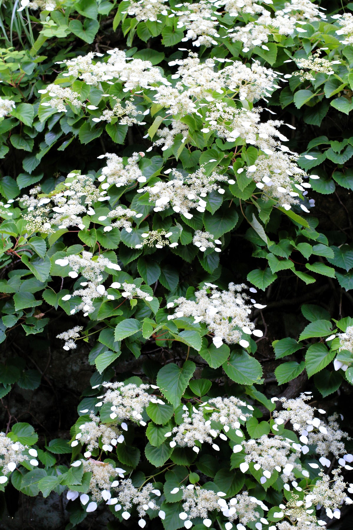 50 semillas de hortensia japonesa Schizophragma Hydrangeoides de flores blancas