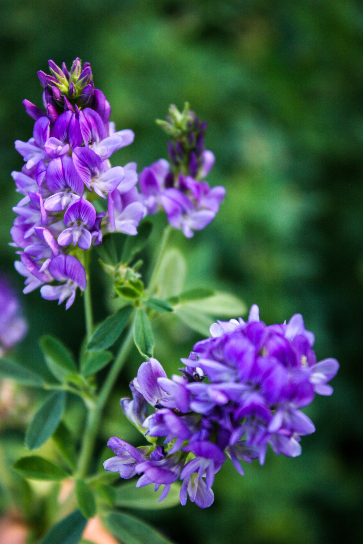 2000 semillas de plantas de flores de ALFALFA Medicago Sativa