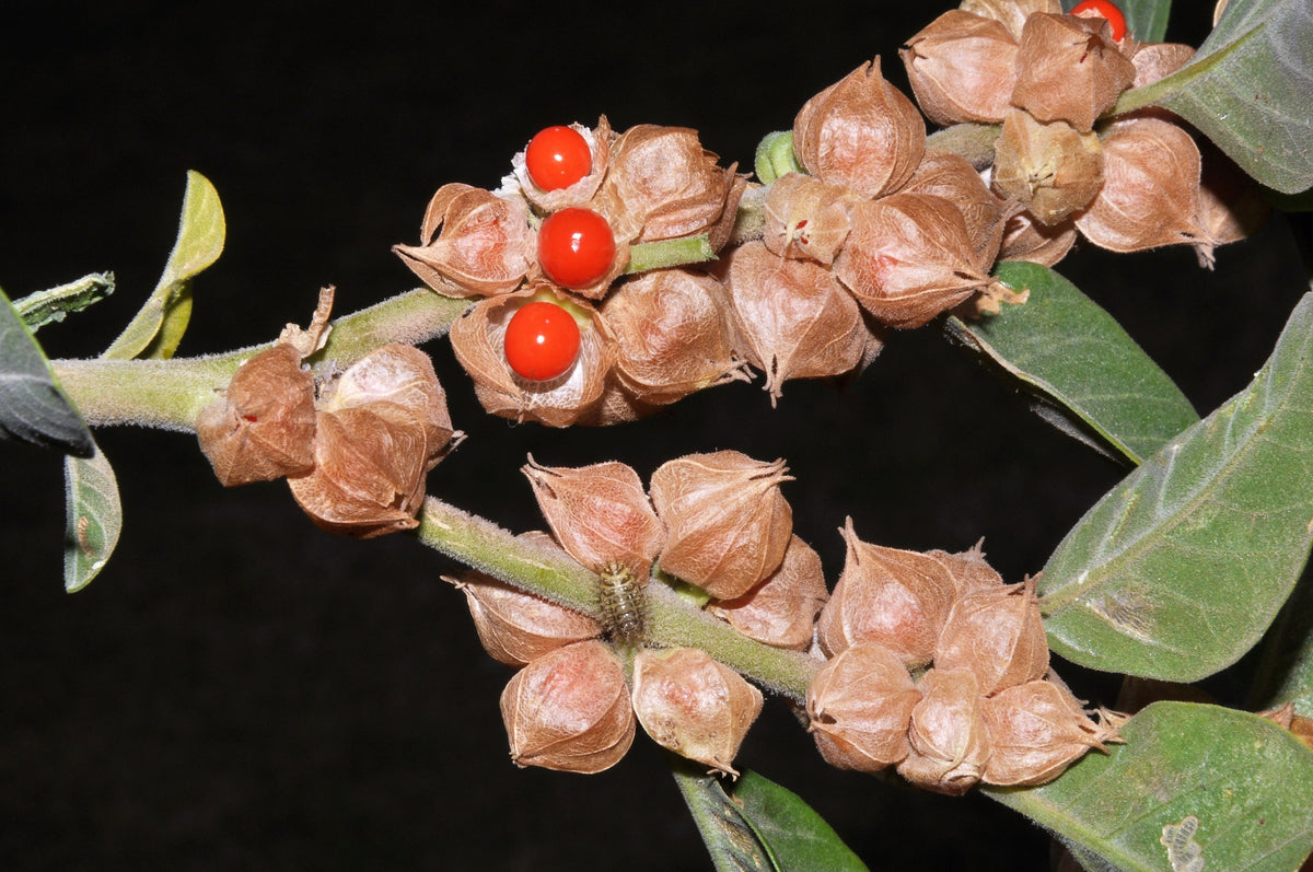 50 semillas de flores de ginseng indio Withania somnifera ashwaganda