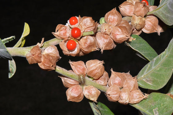 50 semillas de flores de ginseng indio Withania somnifera ashwaganda