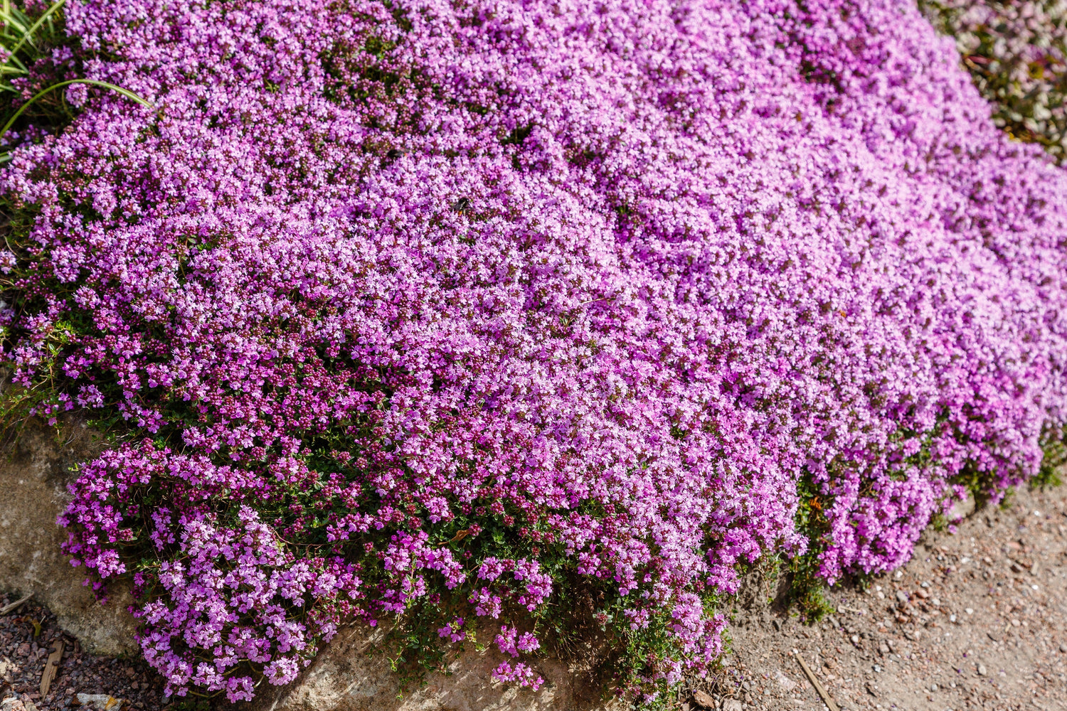 100 Walk On Me Tomillo rastrero Semillas de flores de la hierba Thymus serpyllum