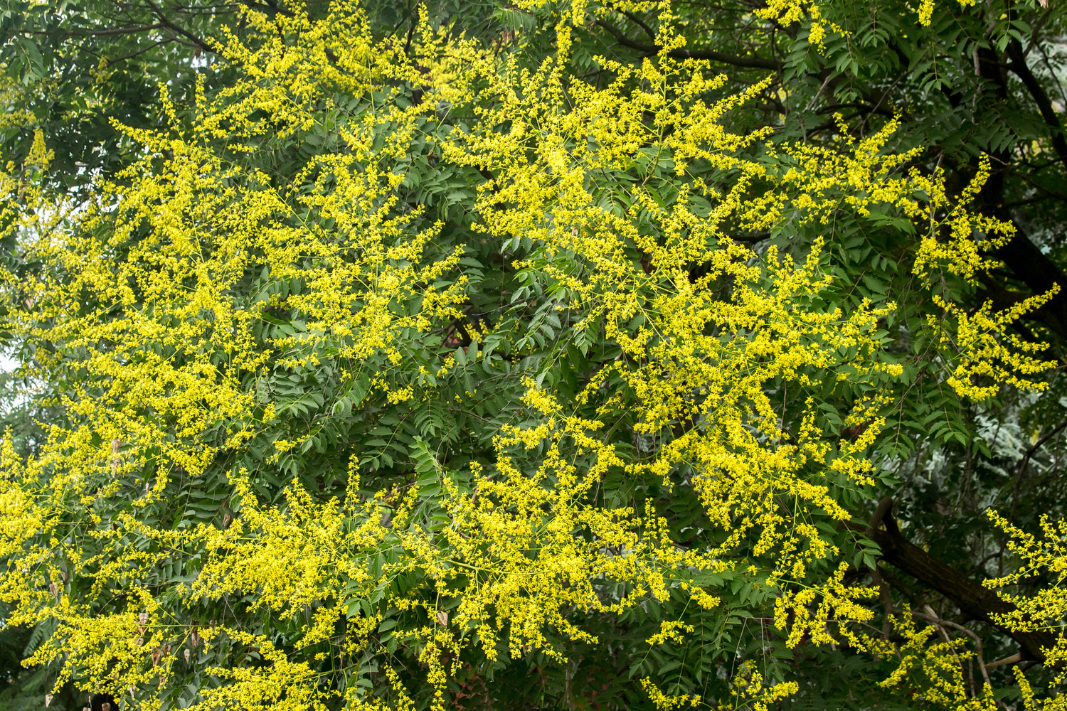 10 DWARF GOLDEN RAIN TREE Koelreuteria Paniculata Nana Yellow Flower Seeds