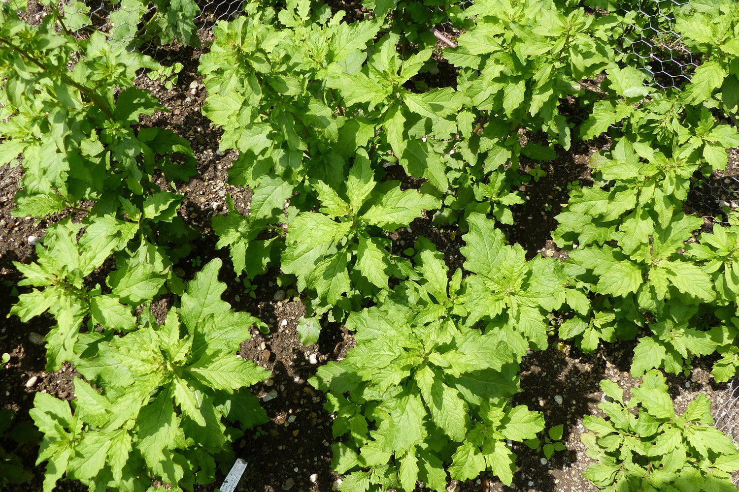 300 EPAZOTE (Té Mexicano) Chenopodium Ambrosioides Dysphania Semillas de Flores de Hierba