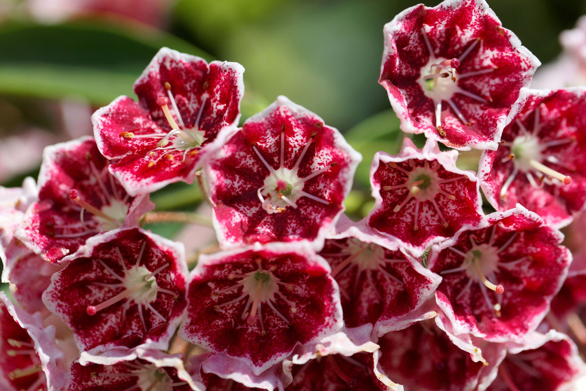 50 semillas de arbusto de laurel de montaña, Kalmia latifolia, blanco, rosa y rojo