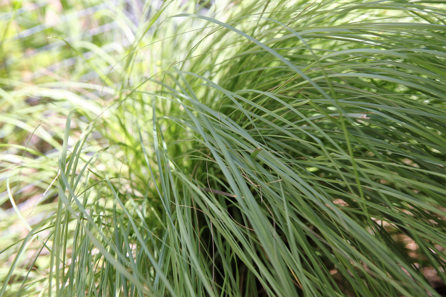 200 semillas de hierba del amor llorón (Eragrostis curvala), hierba africana ornamental