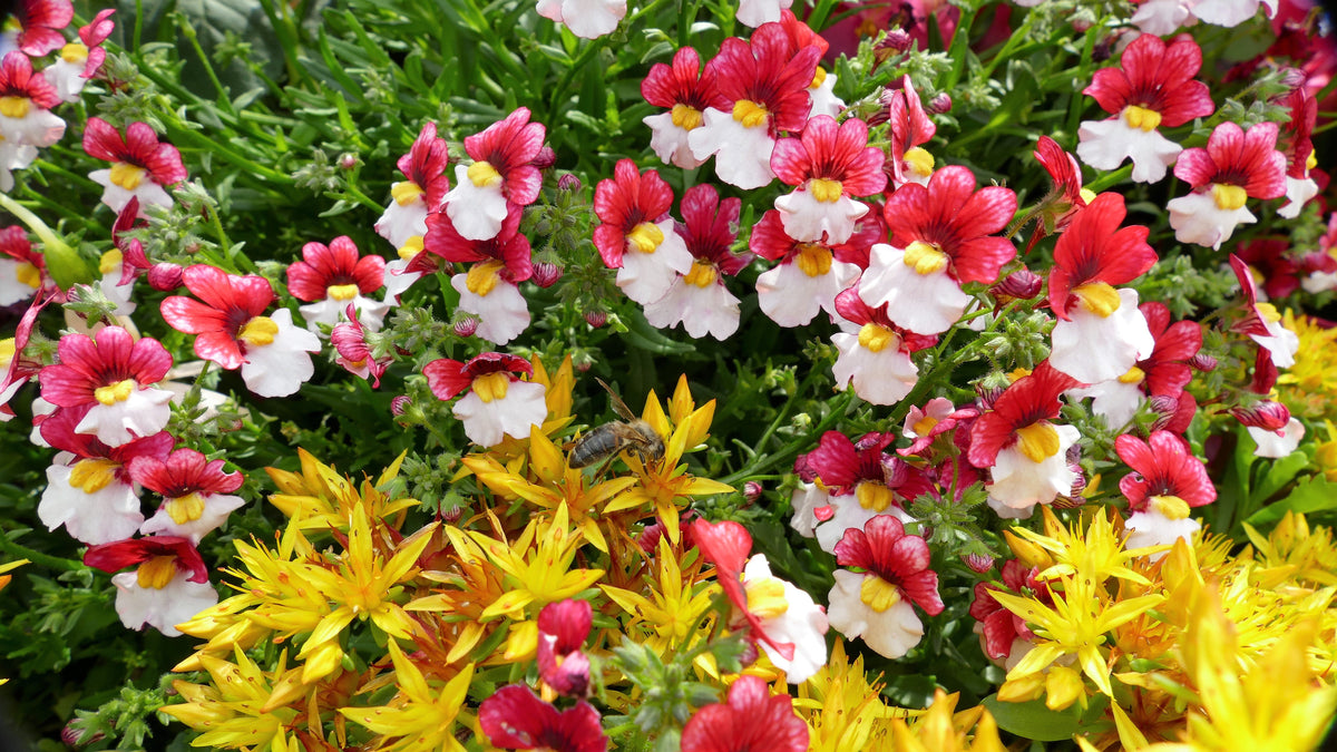 50 semillas de flores bicolores fragantes de NEMESIA Strumosa, bandera danesa, rojas y blancas