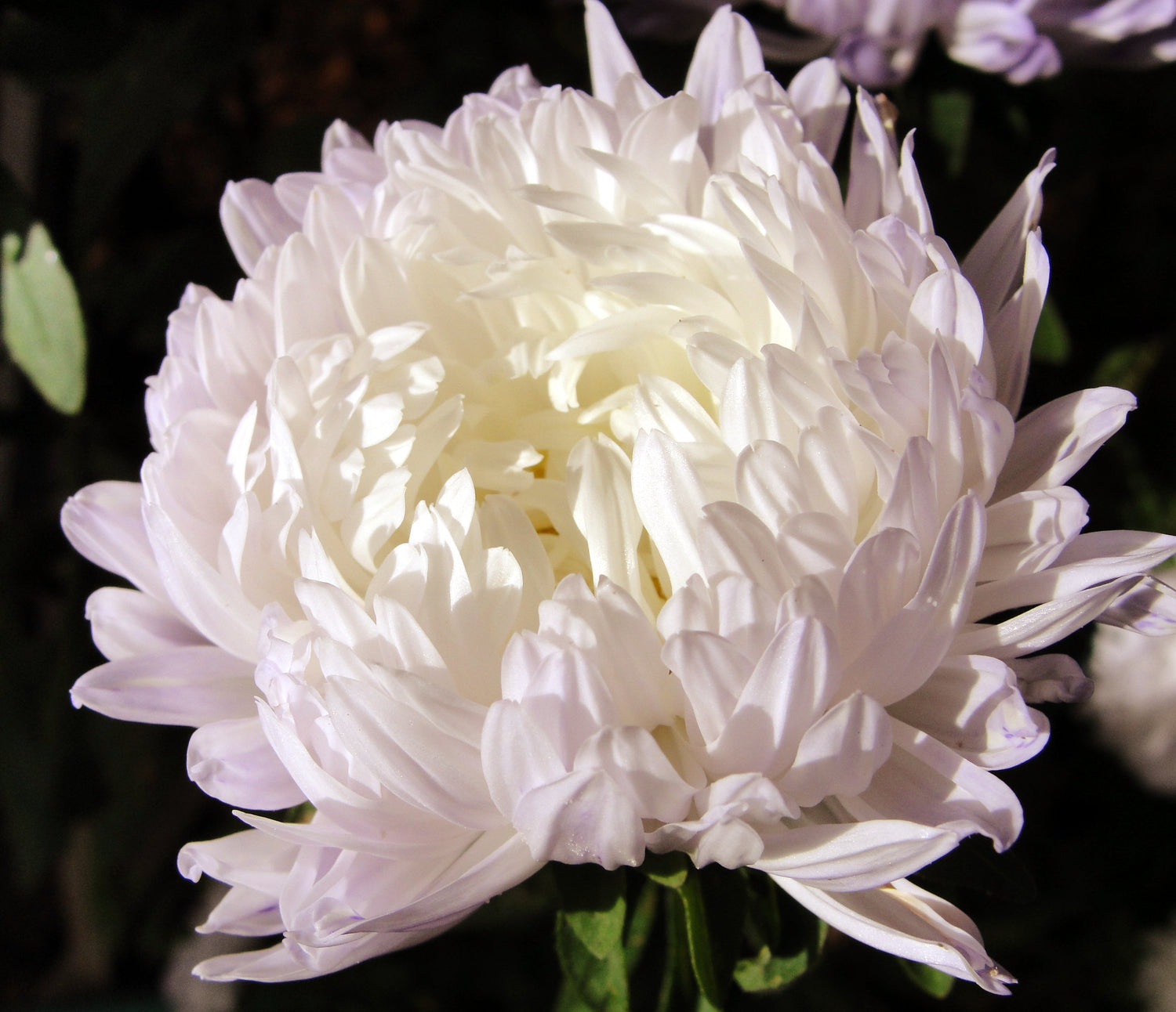 30 semillas de peonía blanca Duquesa ASTER, peonía francesa Callistephus, flores dobles
