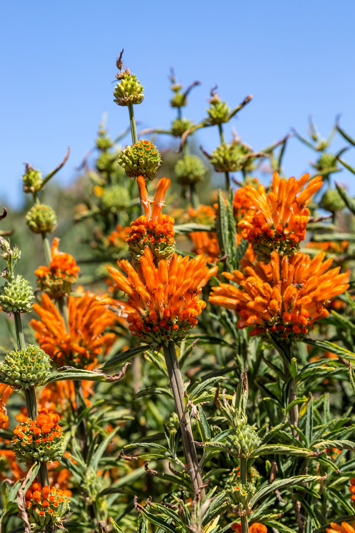 25 semillas de flores de Leonotis Nepetifolia (KLIP DAGGA, Oreja de león, Cola de león, Klip Dagga salvaje)