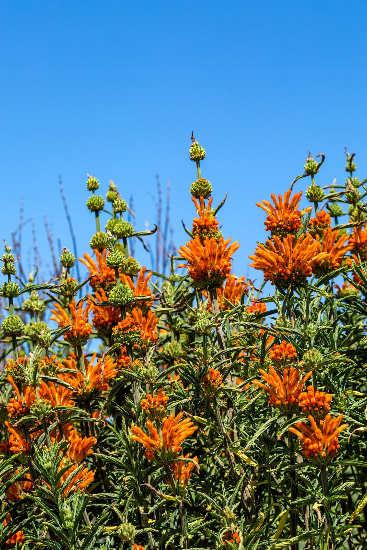 25 semillas de flores de Leonotis Nepetifolia (KLIP DAGGA, Oreja de león, Cola de león, Klip Dagga salvaje)