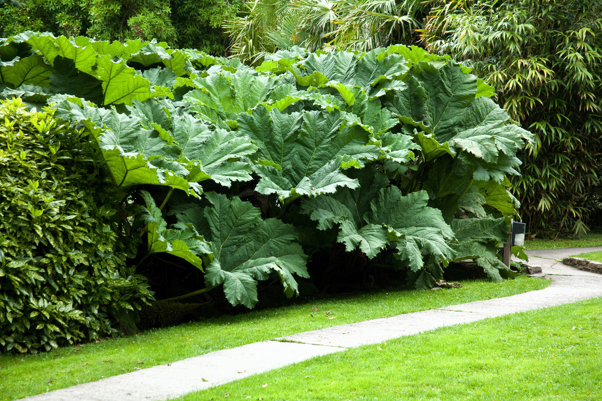 10 GUNNERA MANICATA, ¡semillas de ruibarbo gigante, planta dinosaurio, flores rojas de sombra húmeda!