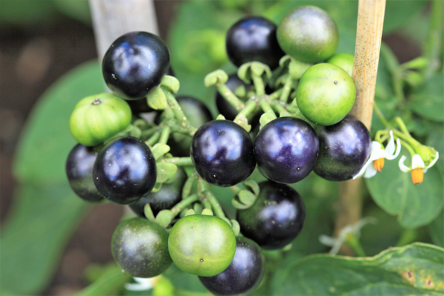 100 semillas de arándano de jardín (Solanum melanocerasum)