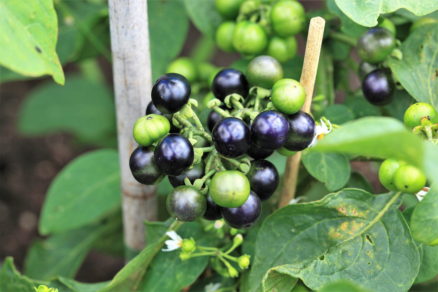 100 semillas de arándano de jardín (Solanum melanocerasum)