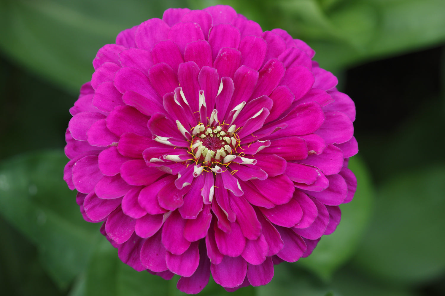 250 semillas de flores de reliquia de dalia doble púrpura ZINNIA REINA VIOLET Elegans