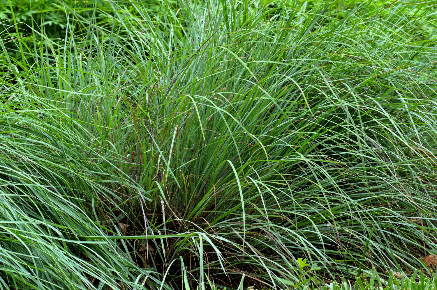 300 semillas de hierba de tallo azul pequeño Schizachyrium Scoparius