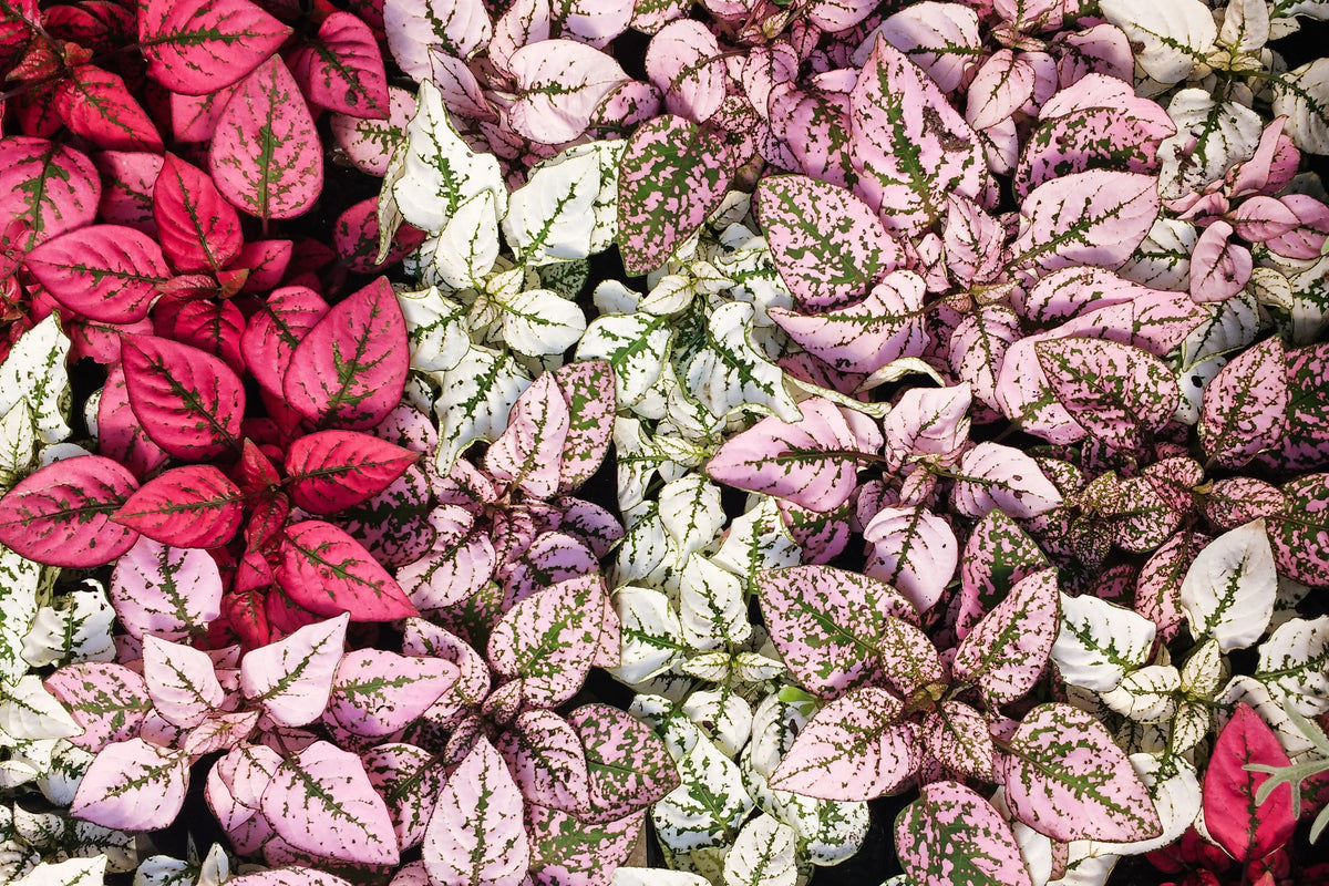 10 Dwarf Mixed Colors POLKA DOT PLANT Red Pink White Rose Splash Select Hypoestes Phyllostachya Flower Houseplant Seeds