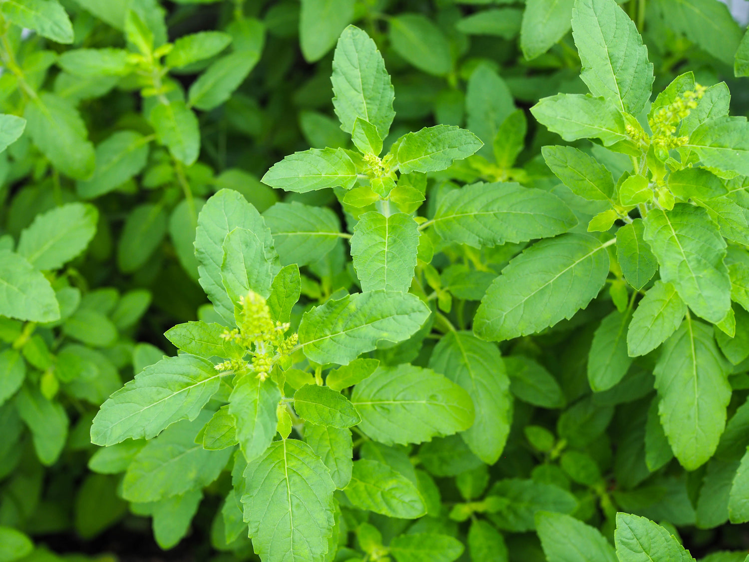 250 semillas de flores de hierba Tulsi verde ALBAHACA SANTA Ocimum Sanctum Tenuiflorum