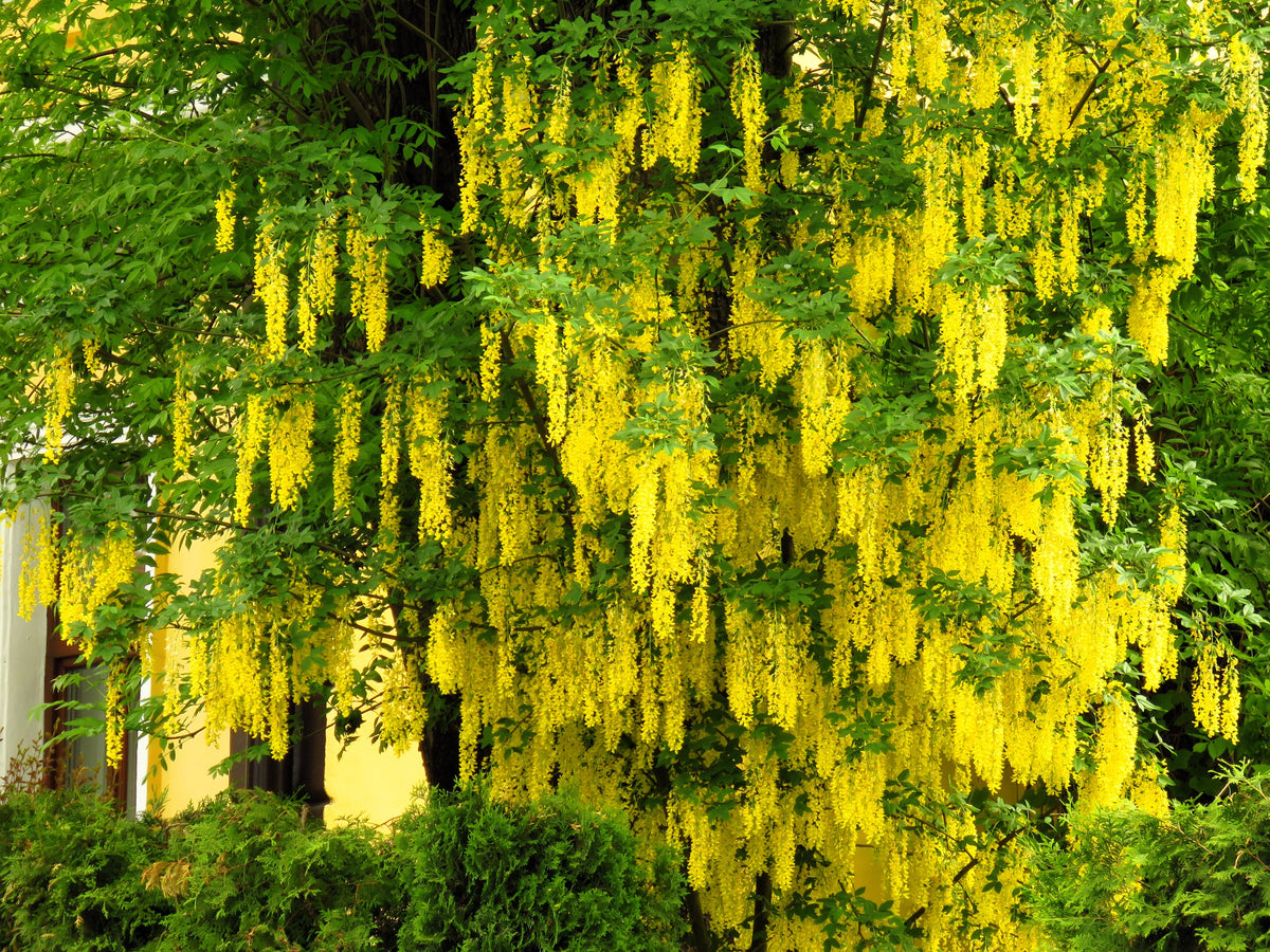 10 semillas de flores amarillas del árbol de la cadena dorada Laburnum Anagyroides