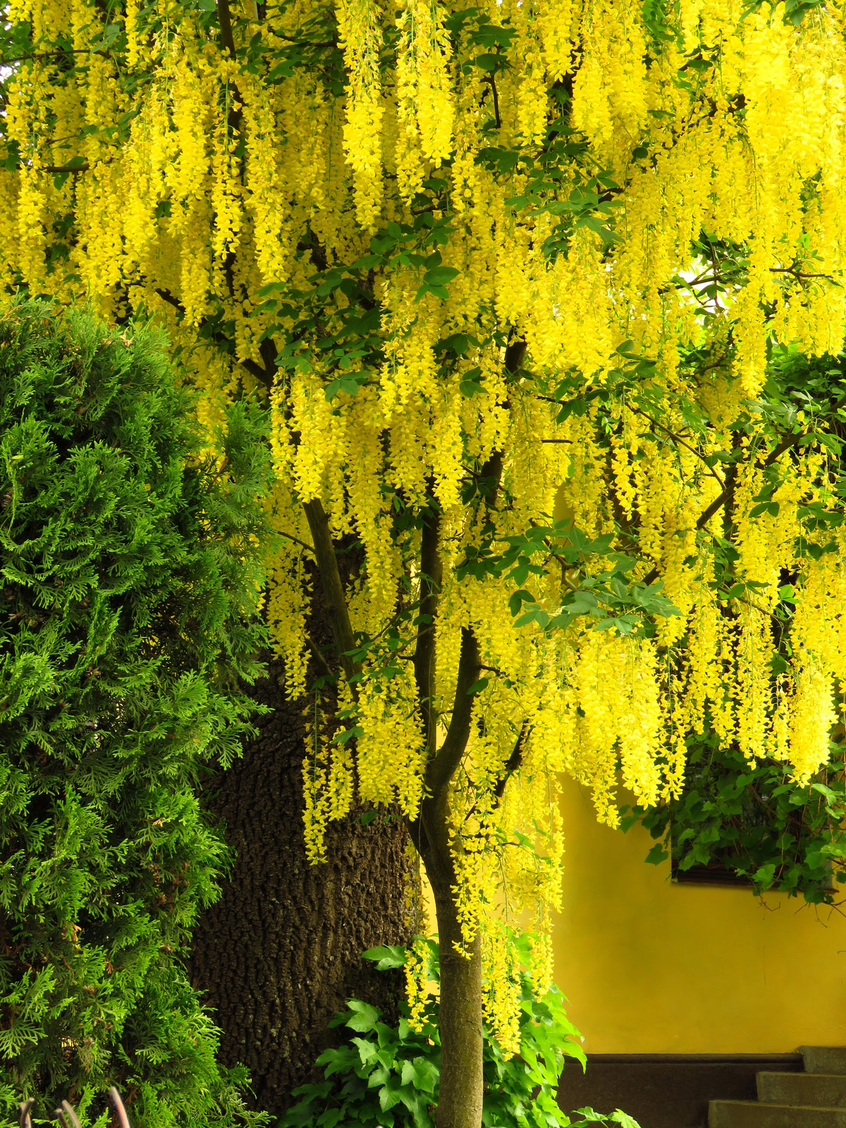 10 semillas de flores amarillas del árbol de la cadena dorada Laburnum Anagyroides