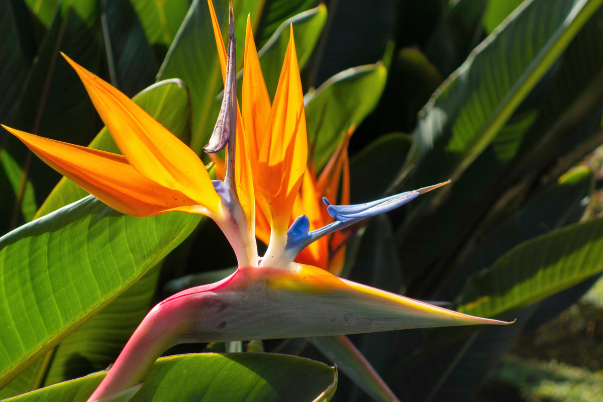 5 semillas de planta de interior Strelitzia Reginae, AVE DEL PARAÍSO TROPICAL, flor de grulla