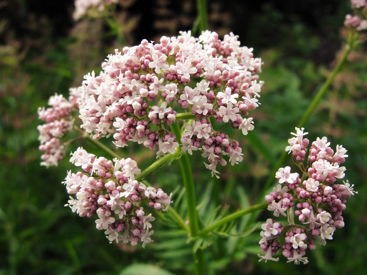 250 semillas de flores de VALERIANA (Heliotropo de jardín / Cura todo) Valeriana Officinalis