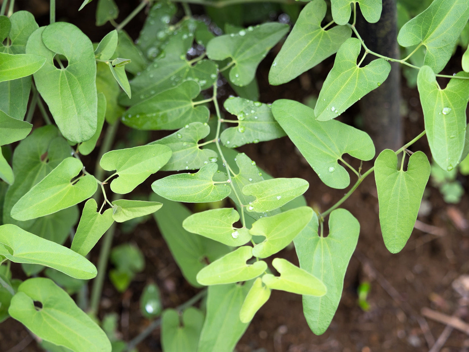 20 semillas de pipa holandesa delgada, aristolochia debilis, flor morada intensa, hierba de la pipa
