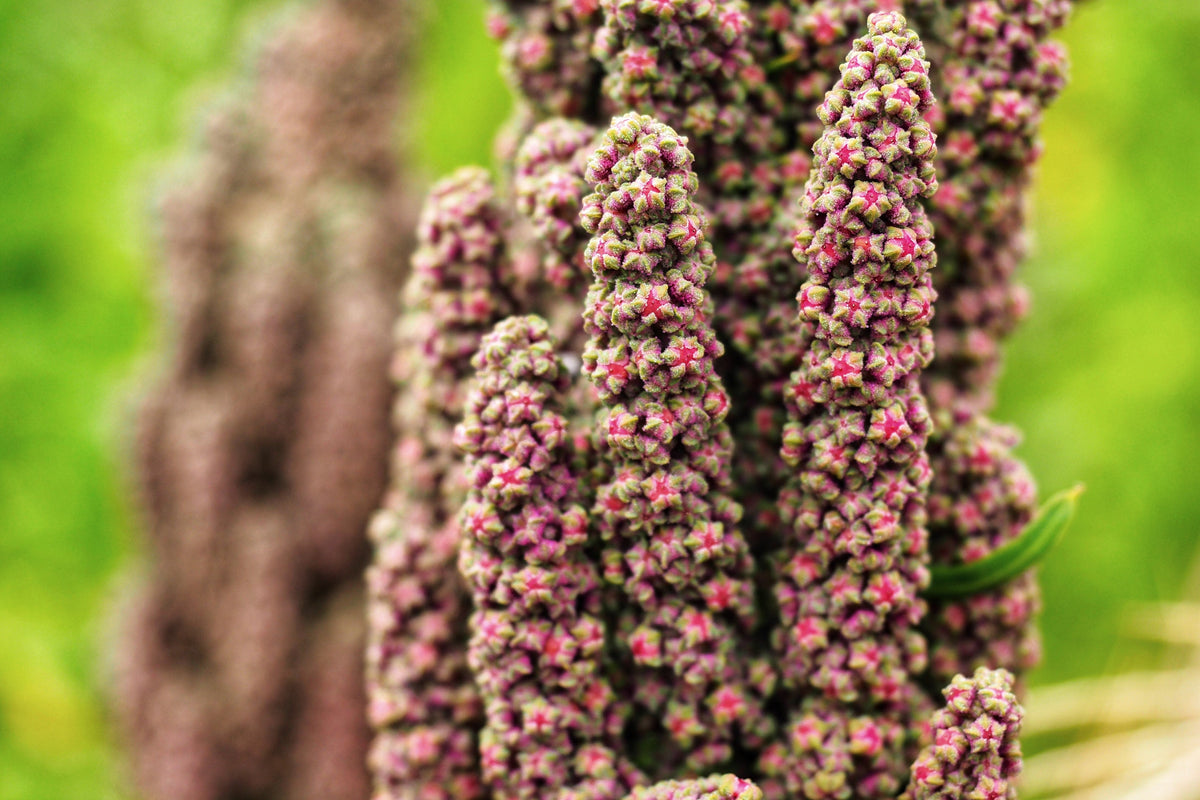 50 semillas orgánicas de quinoa, vainilla y cereza, Chenopodium, flor rosa, grano blanco.